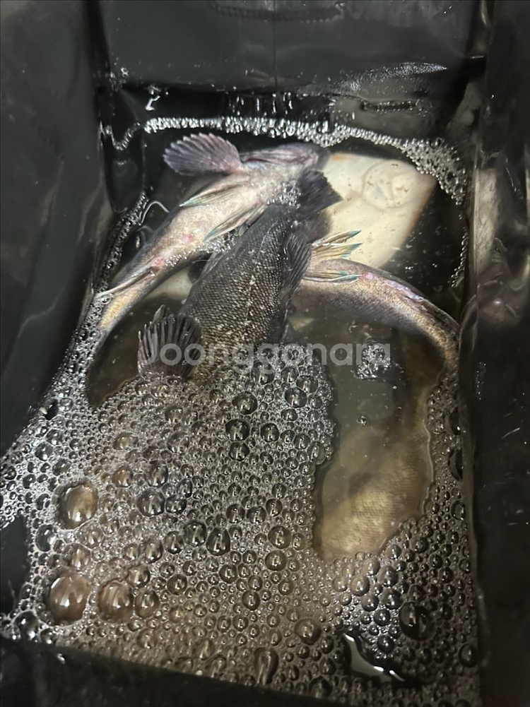 면허X 바다고무보트 330 + 선외기 4.9마력--2