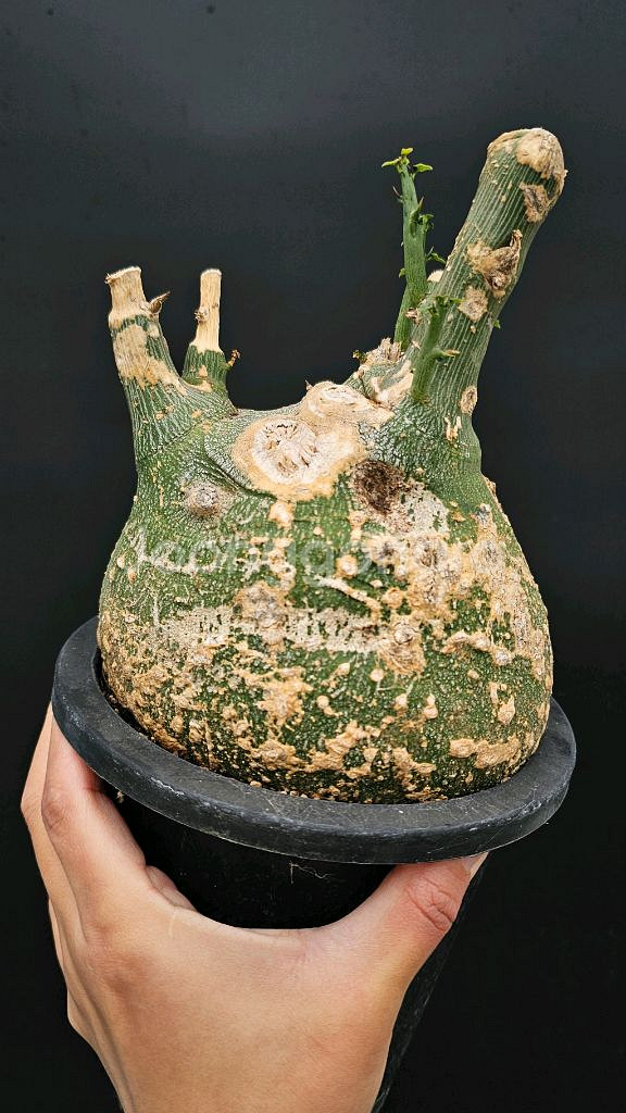 슈도글로보사 동그리 (아프리카식물/코덱스)--1