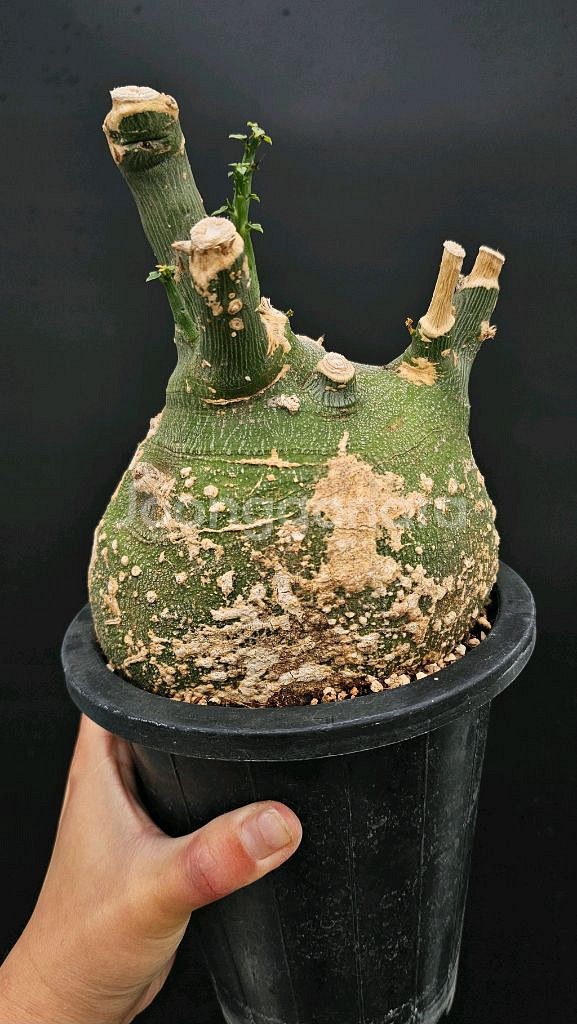 슈도글로보사 동그리 (아프리카식물/코덱스)--0