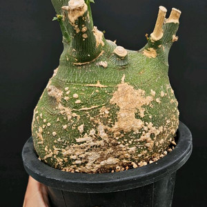 슈도글로보사 동그리 (아프리카식물/코덱스)