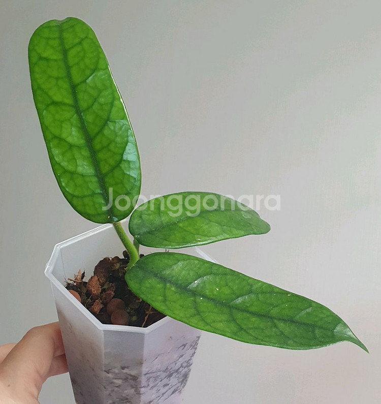 호야 글로불로사--0
