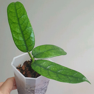 호야 글로불로사
