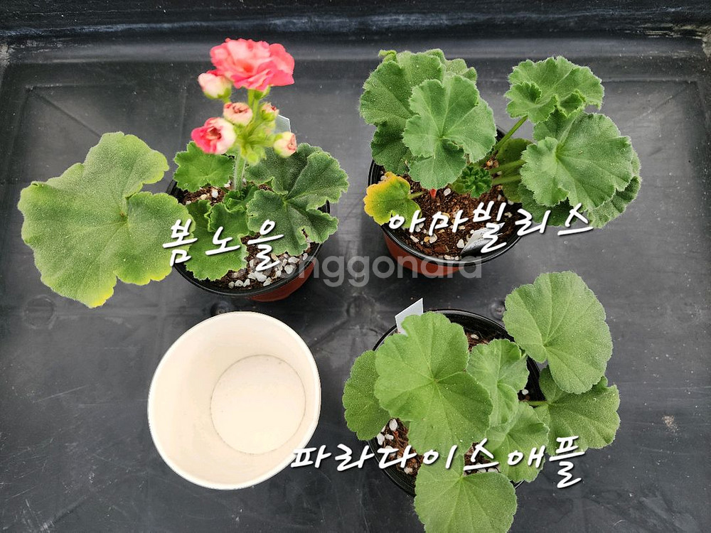제라늄3종--0