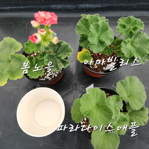 제라늄3종
