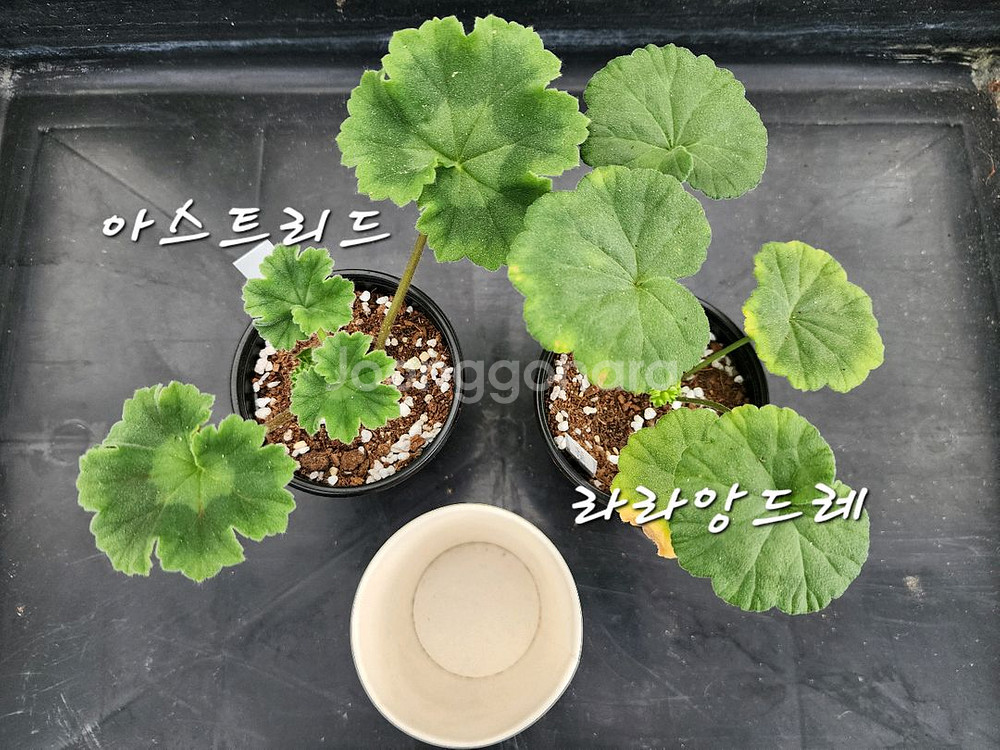 제라늄2종셋트--0