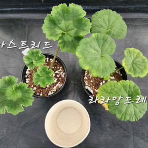제라늄2종셋트