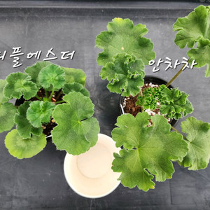 제라늄2종셋트