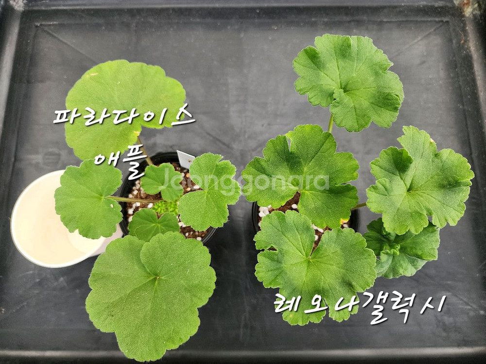 제라늄2종셋트--0