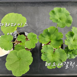 제라늄2종셋트