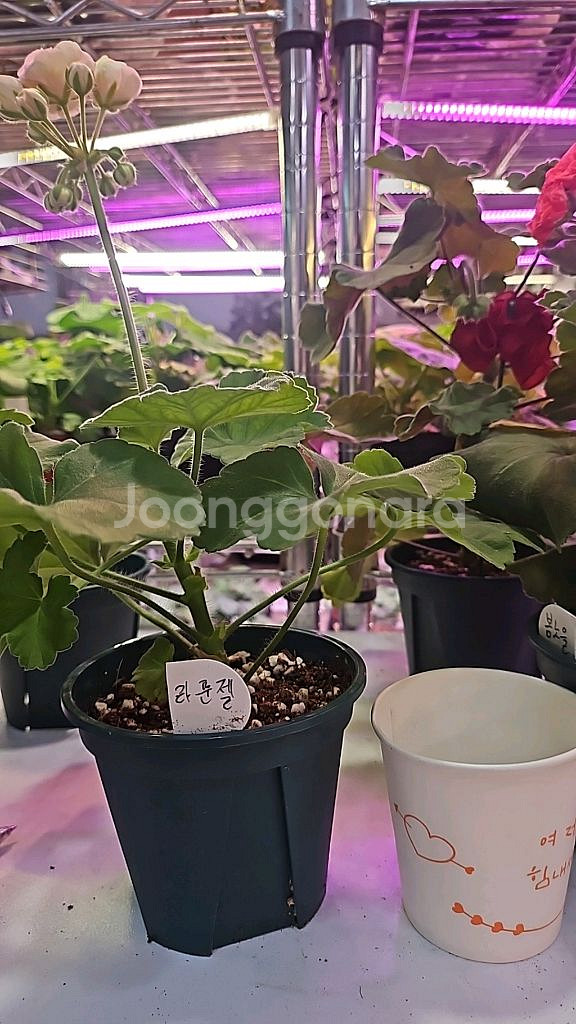 라푼젤 러시아제라늄--0