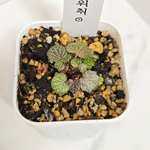 야쿠시마 바위취 1번
