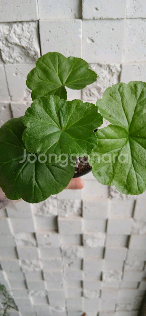 밤에뜨는무지개 제라늄--1