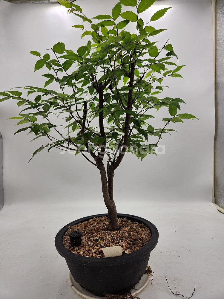 느티나무 분재 화분포함 정원수 인테리어식물 카페화분--4