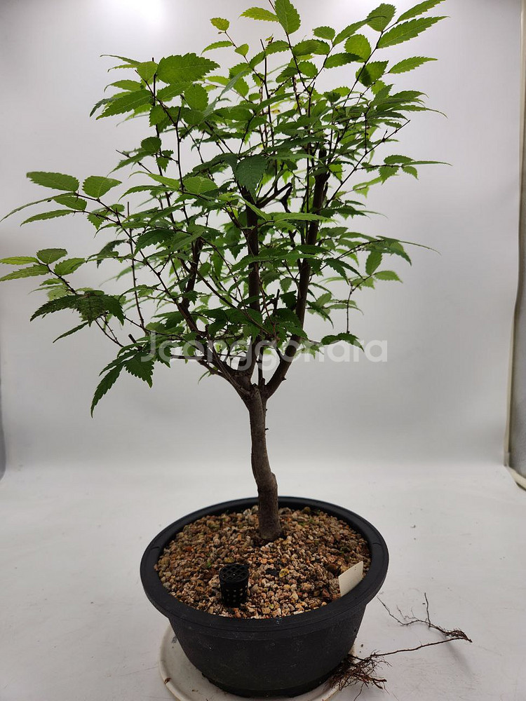 느티나무 분재 화분포함 정원수 인테리어식물 카페화분--7