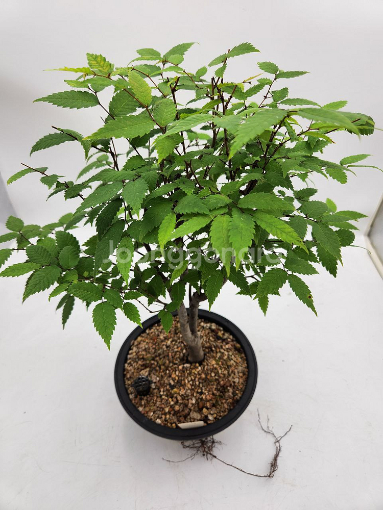 느티나무 분재 화분포함 정원수 인테리어식물 카페화분--3