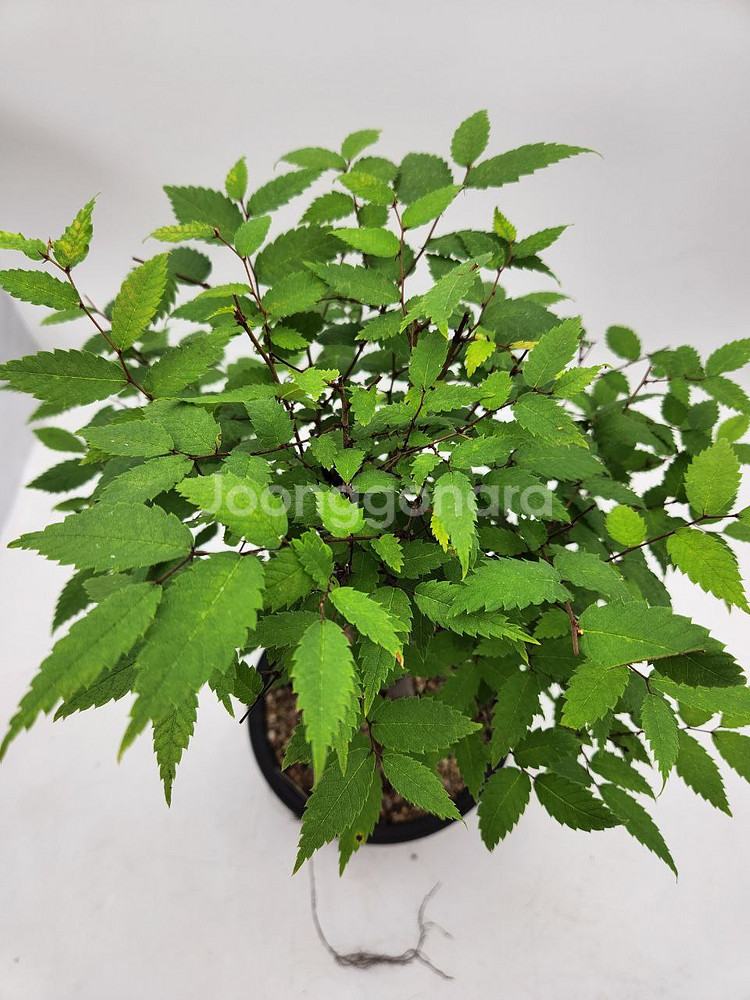 느티나무 분재 화분포함 정원수 인테리어식물 카페화분--1