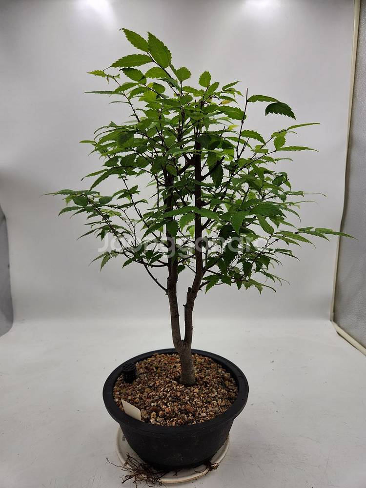 느티나무 분재 화분포함 정원수 인테리어식물 카페화분--0