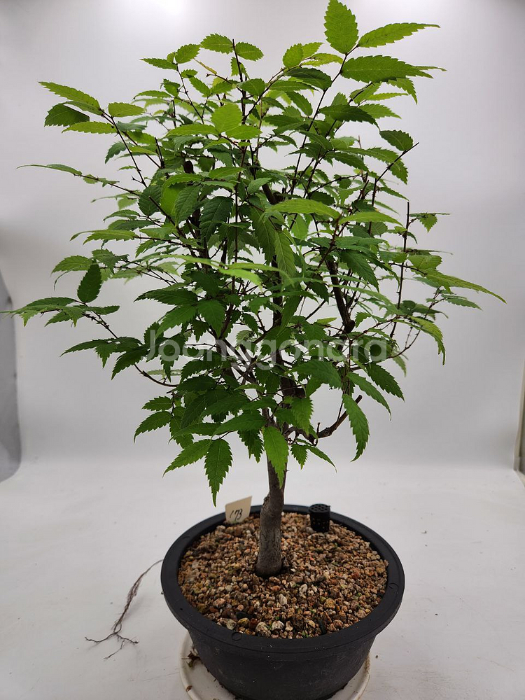 느티나무 분재 화분포함 정원수 인테리어식물 카페화분--6