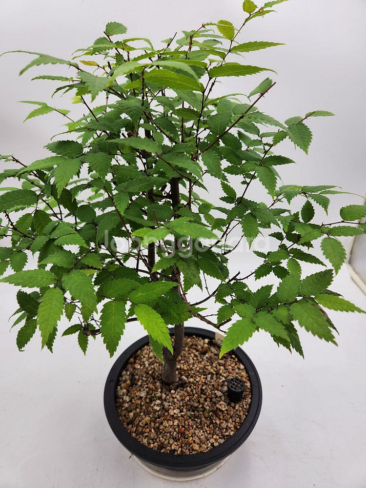 느티나무 분재 화분포함 정원수 인테리어식물 카페화분--9