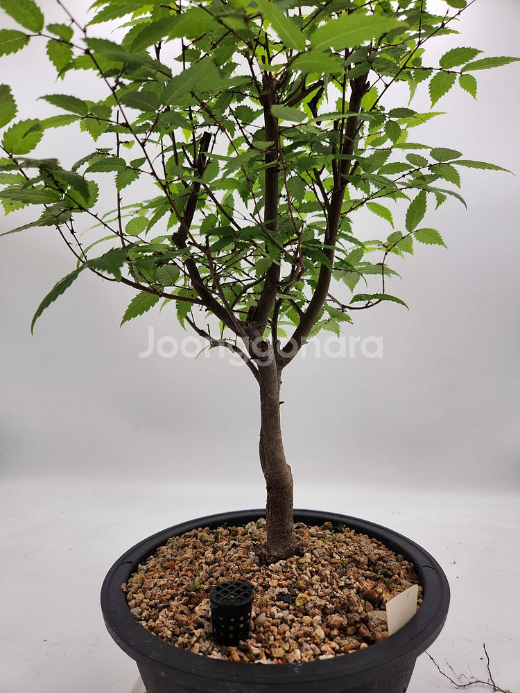 느티나무 분재 화분포함 정원수 인테리어식물 카페화분--8