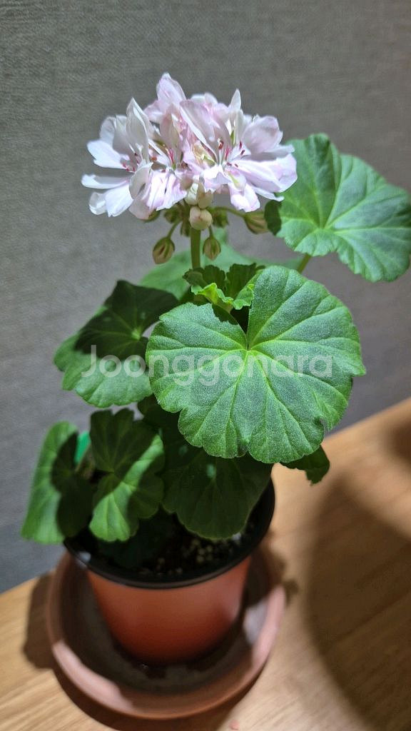 수잔페인 제라늄--1