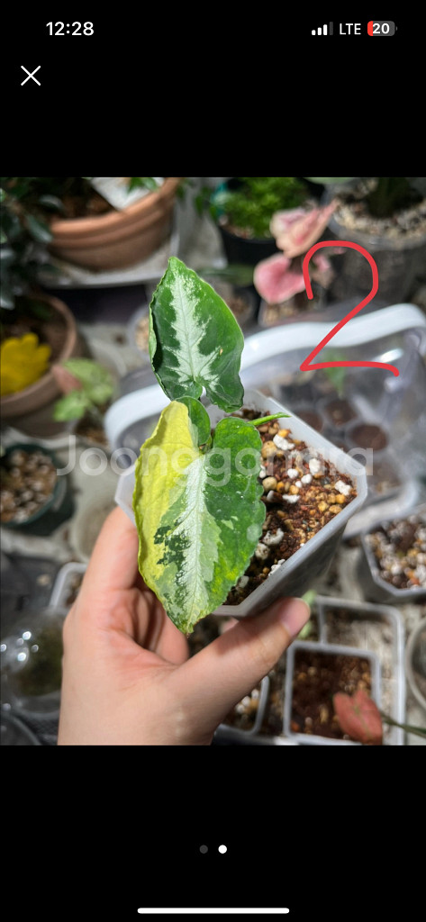 싱고니움 스크램블에그 스크램블애그--0