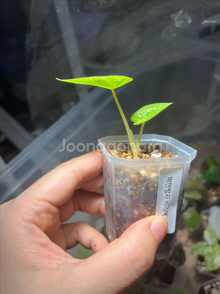 칼라디움 억만장자 바리에가타 유묘--1