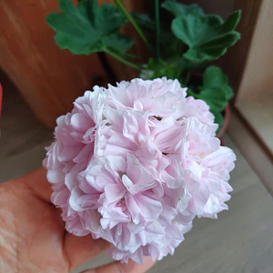 다이야몬드플래셔와 모나베르샤유