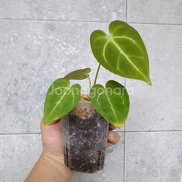 안스리움 크리스탈리넘x드레스러리--0