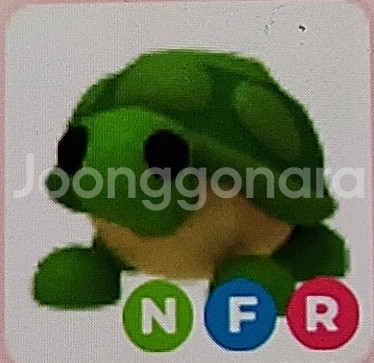 입양하세요 펫 거북이--0
