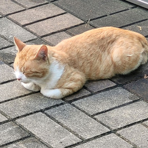 ps vita 1세대 구합니다 (교환만)