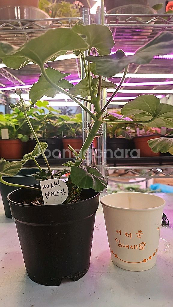 ug파니발랩습가 러시아 제라늄--0