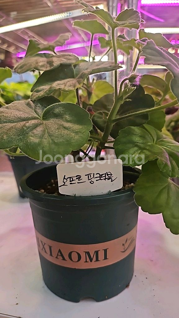 소프트더블핑크 제라늄--0