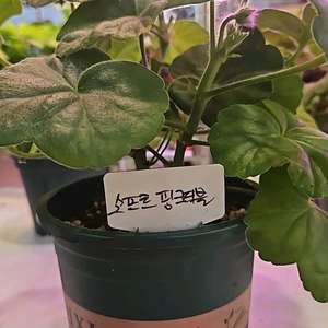 소프트더블핑크 제라늄