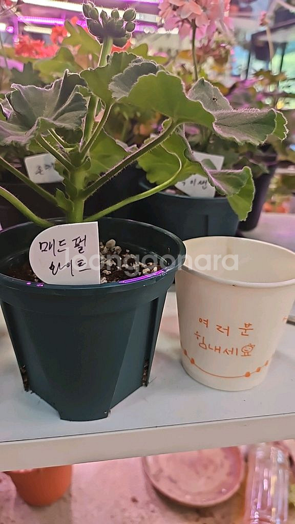 매드펄화이트 제라늄--0