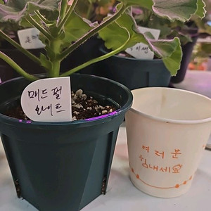 매드펄화이트 제라늄