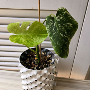 몬스테라 민트 화이트티얼스 (Monstera White
