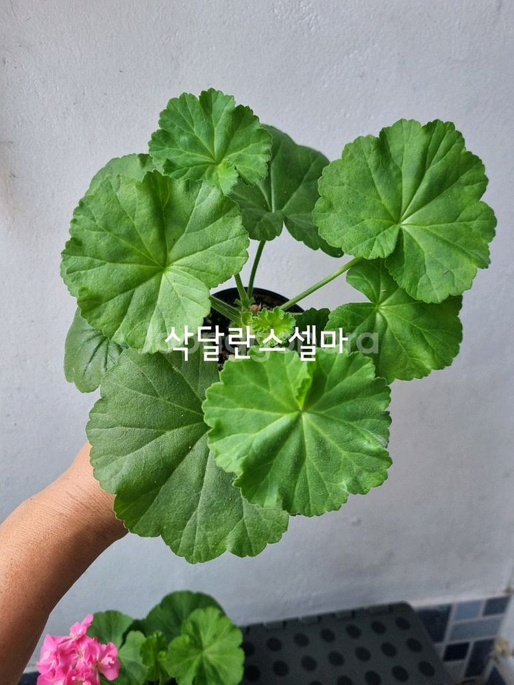 제라늄 3종 미미,에이미,삭달란스셀마--5