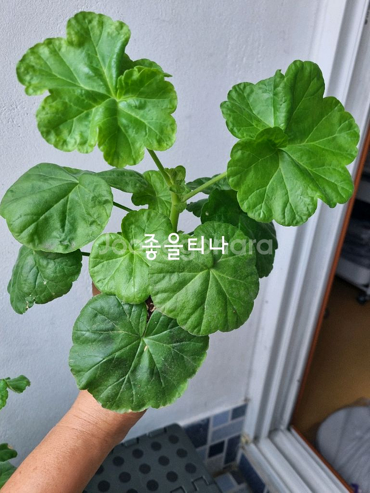 제라늄 3종 빛부케,좋을티나,총채--3