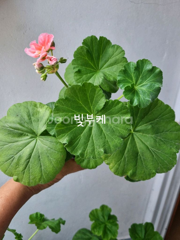 제라늄 3종 빛부케,좋을티나,총채--1