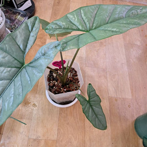 알로카시아 헤테로필라 코라존