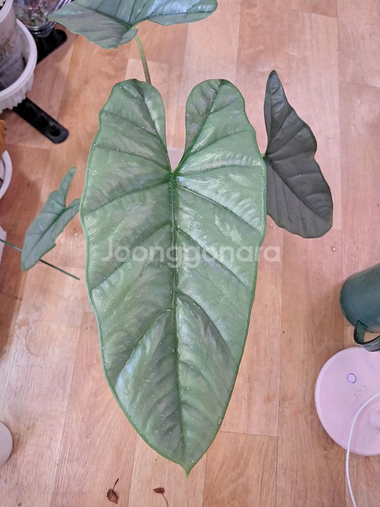 알로카시아 헤테로필라 코라존--1