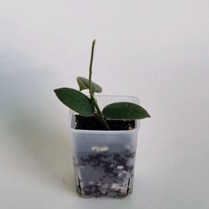 호야 에다마메