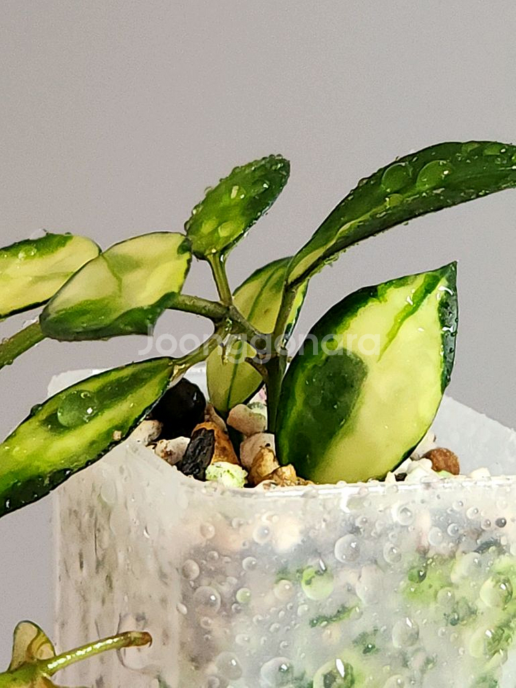 호야 라쿠노사 일루미--3
