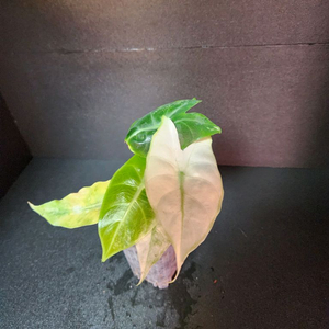 알로카시아 핑크드래곤 바리에가타
