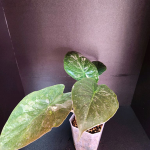 알로카시아 웬티 바리에가타 모주급