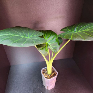 알로카시아 레갈쉴즈 모주급