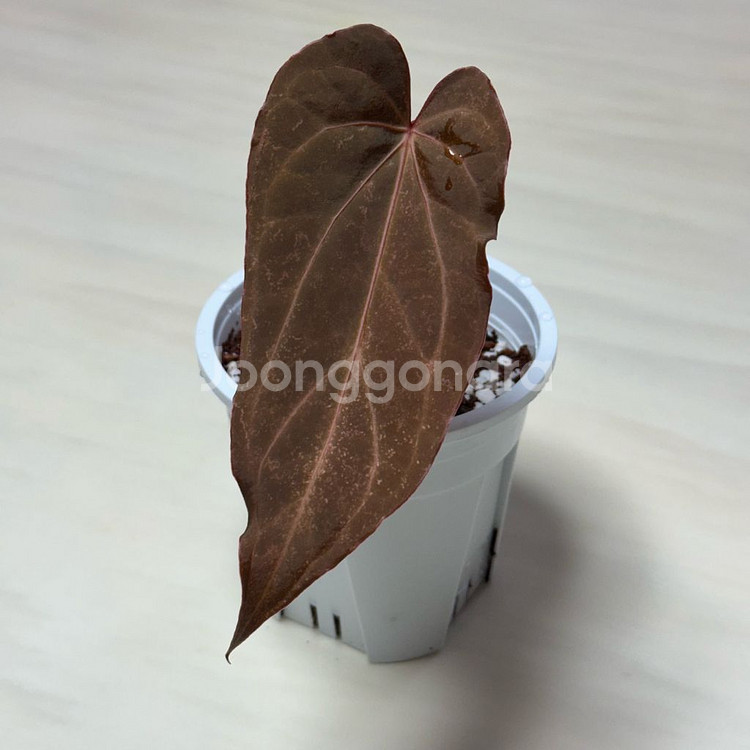 안스리움 노아이디--1