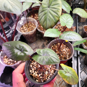 알로카시아 세렌디피티