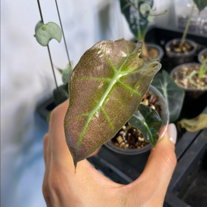 알로카시아 스테인글라스